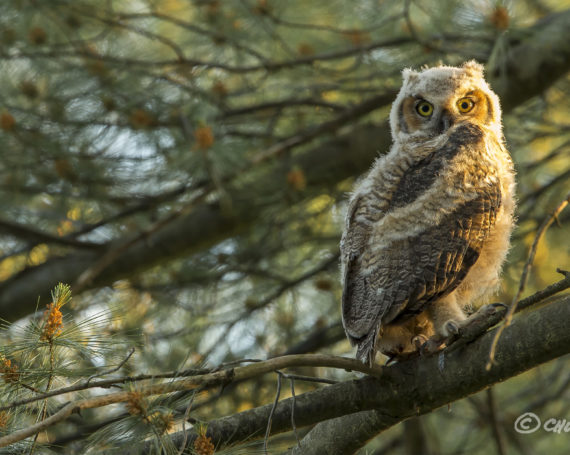 Great Horned Owlet