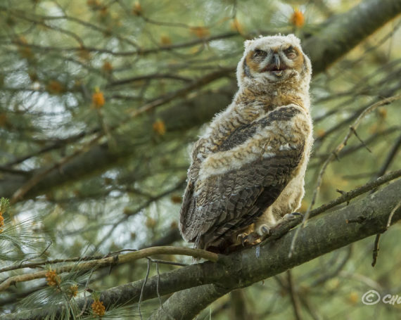 Great Horned Owlet