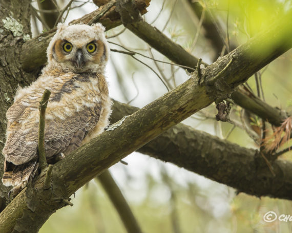 Great Horned Owlet