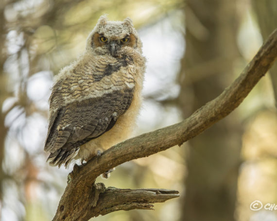 Great Horned Owlet