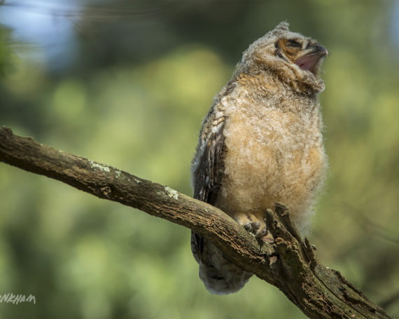 Great Horned Owlet