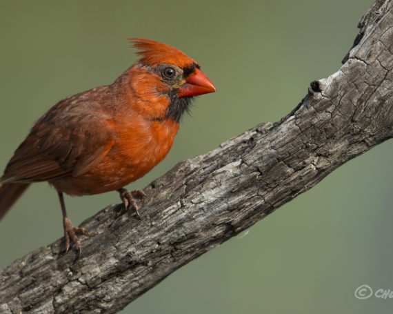 Northern Cardinal