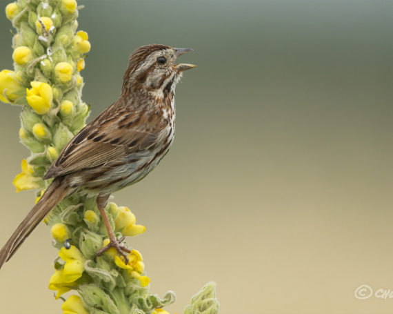 Song Sparrow