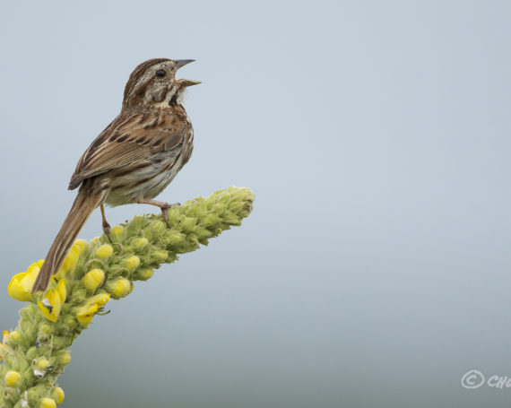 Song Sparrow