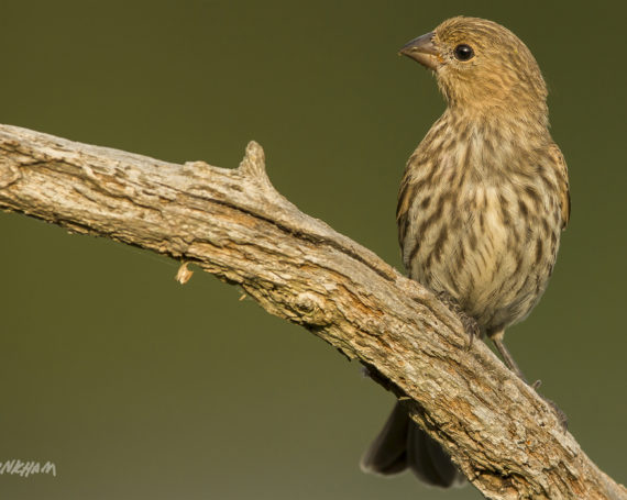 Juvenile Brown-Headed Cowbird