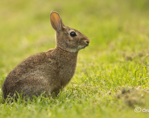 Eastern Cottontail