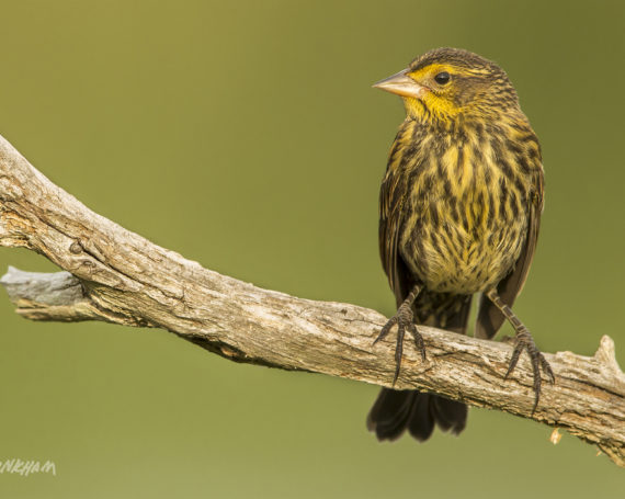 Juvenile Red-Winged Blackbird