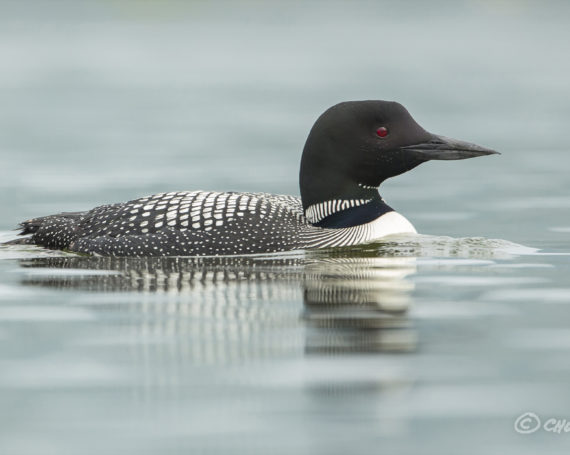 Common Loon