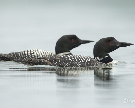 Common Loons