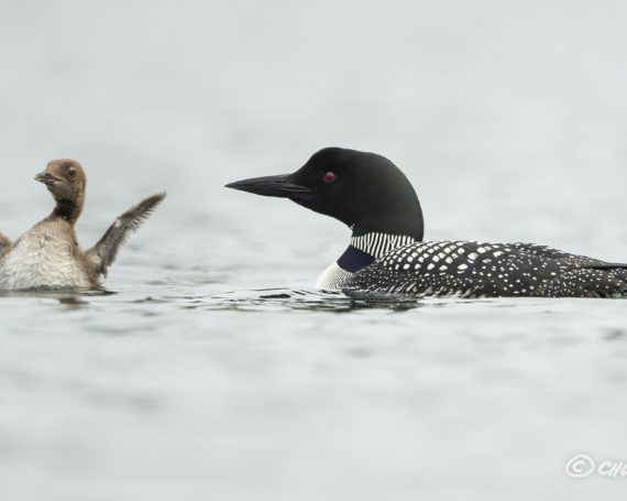 Common Loons