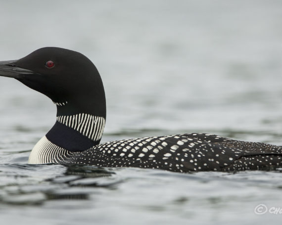 Common Loon