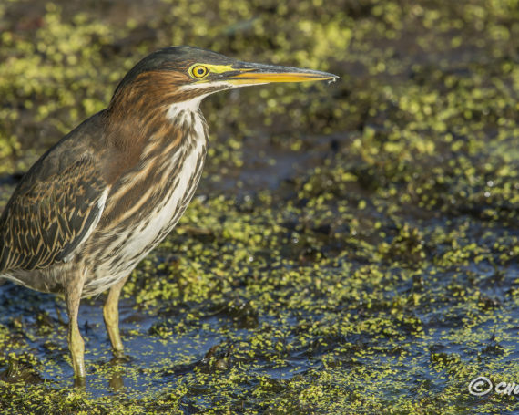 Green Heron