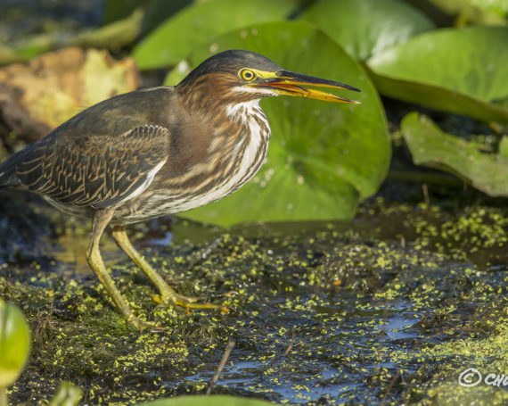 Green Heron