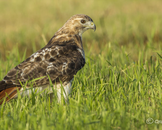 Red-Tailed Hawk