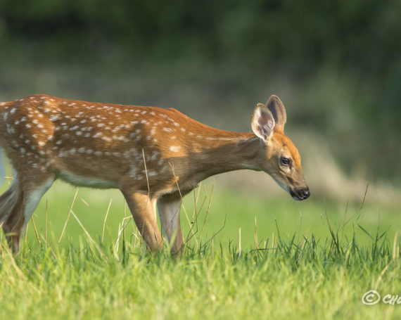 White-Tailed Fawn