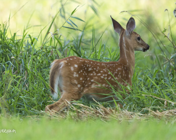 White-Tailed Fawn