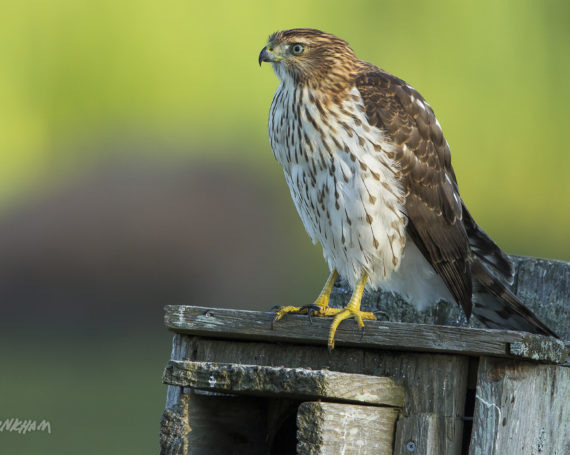 Cooper’s Hawk