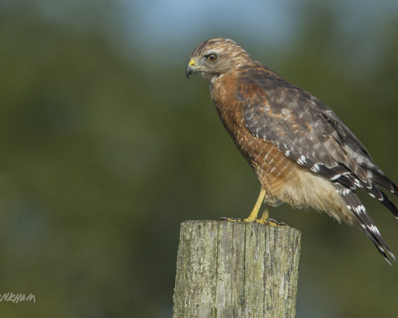 Red-Shouldered Hawk