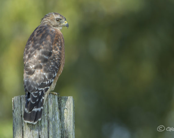 Red-Shouldered Hawk