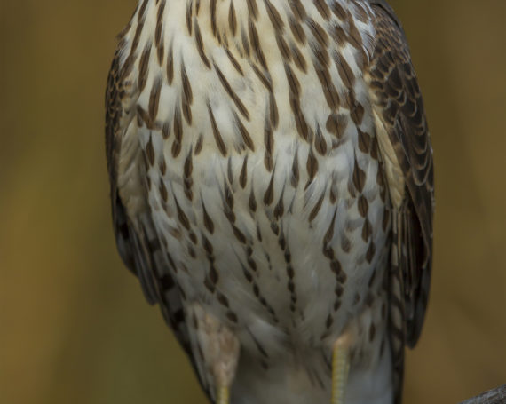 Cooper’s Hawk