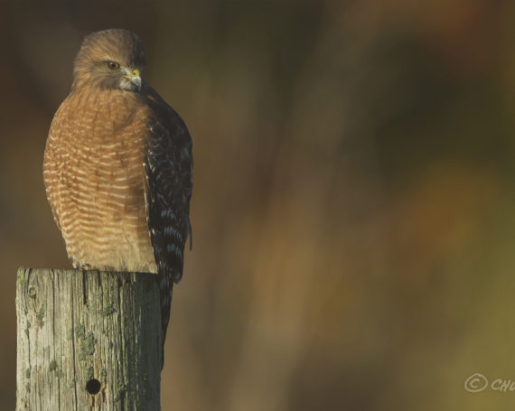 Red-Shouldered Hawk