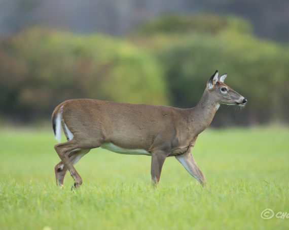 White-Tailed Deer