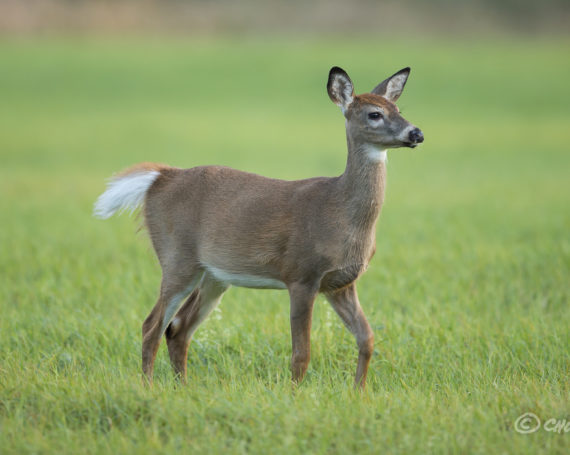 White-Tailed Fawn