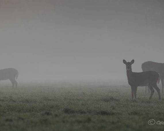 White-Tailed Deer