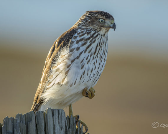 Cooper’s Hawk