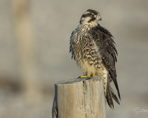 Peregrine Falcon