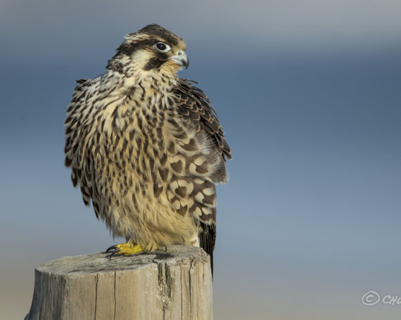 Peregrine Falcon