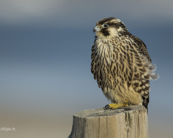 Peregrine Falcon