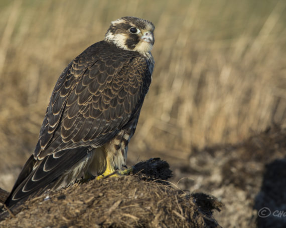 Peregrine Falcon