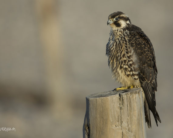 Peregrine Falcon