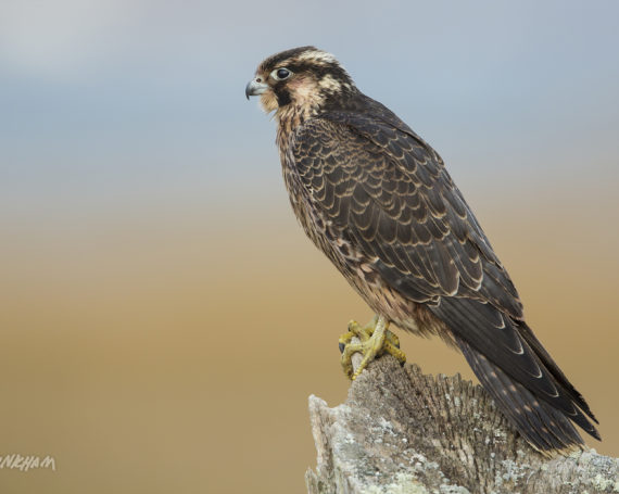 Peregrine Falcon