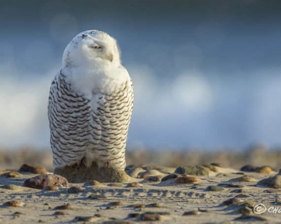 Snowy Owl