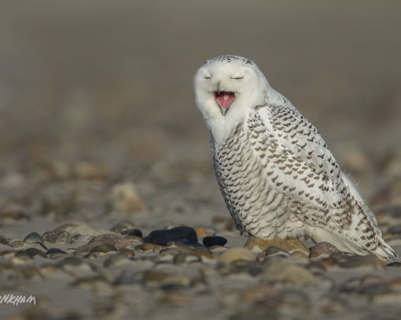 Snowy Owl