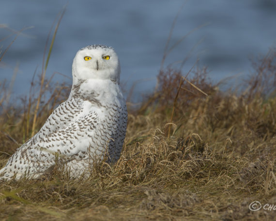 Snowy Owl