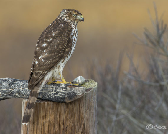 Cooper’s Hawk