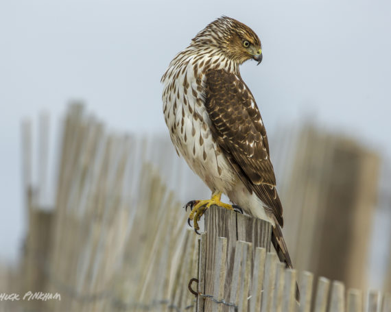 Cooper’s Hawk