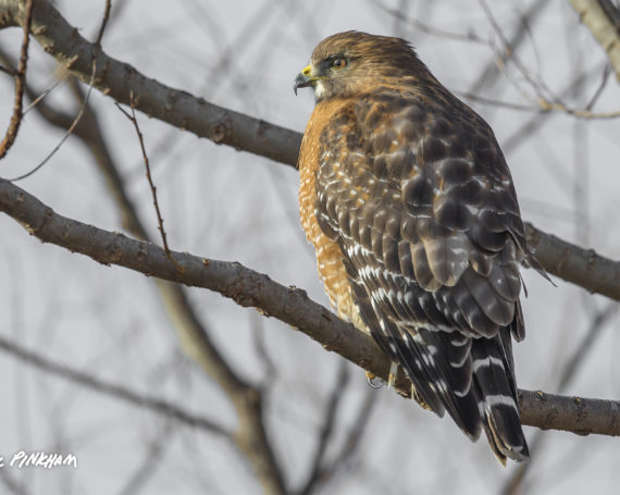 Red-Shouldered Hawk