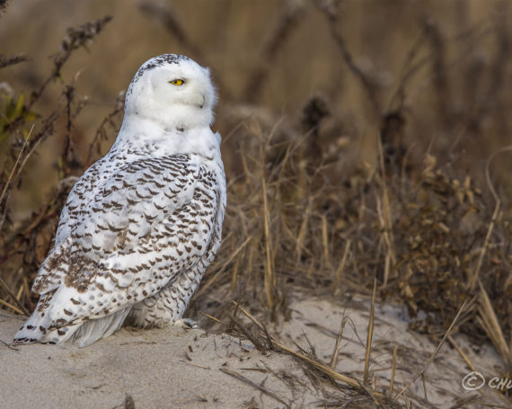 Snowy Owl