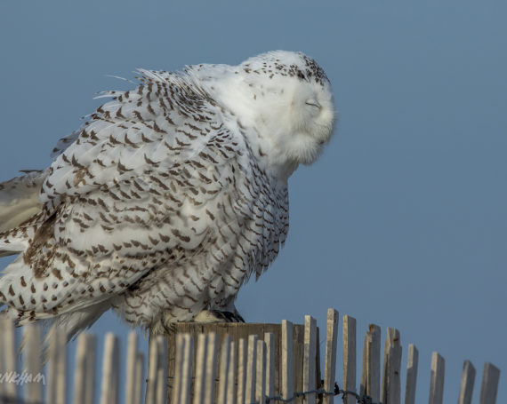 Snowy Owl