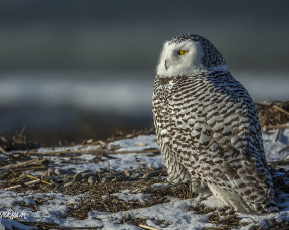 Snowy Owl