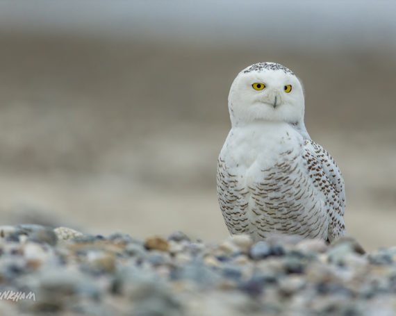 Snowy Owl