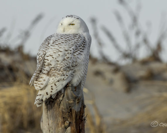 Snowy Owl