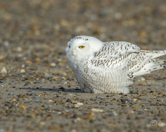 Snowy Owl