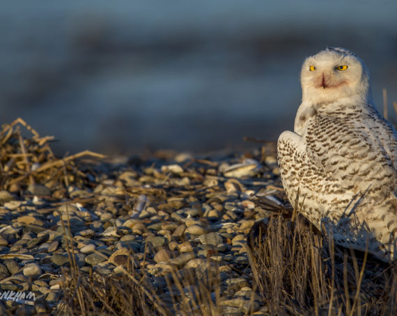 Snowy Owl