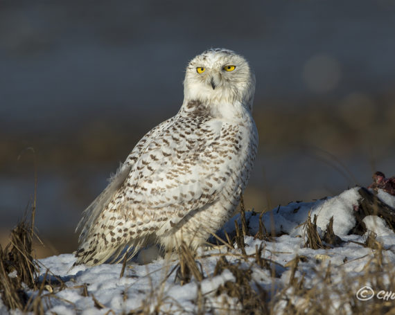 Snowy Owl