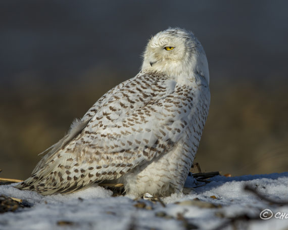 Snowy Owl